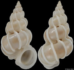 Epitonium syoichiroi (Madagascar, 18,6mm)
