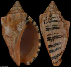 Callipara rietensis (South Africa, 61,3mm)