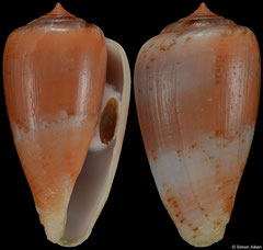 Conus tinianus (South Africa, 44,6mm)