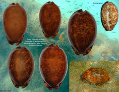 Cypraea arabica (35,5mm) and shipwreck forms (43,7-57,7mm) (Solomon Islands)