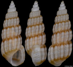 Pyramidellidae sp. (Philippines, 6,8mm)