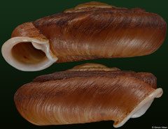 Plectopylis malayana (Malaysia, 18,8mm) (paratype)