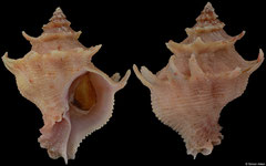 Babelomurex stenospinus (Japan, 27,8mm)