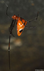 Dewdrop spider (Argyrodes sp.), near Maromandia, Île Sainte-Marie, Madagascar