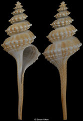 Coluzea spiralis (New Zealand, 70,9mm)