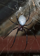 Orbweaver (Nephilengys livida), Mantadia, Madagascar