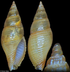 Isara midwayensis (Philippines, 10,0mm)