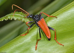 Longhorn beetle (Mastododera nodicollis), Mantadia, Madagascar