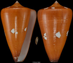 Conus thailandis (Thailand, 55,0mm) F+++ €105.00