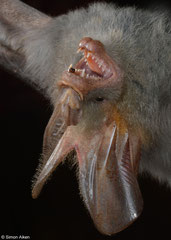 Lesser false vampire bat (Megaderma spasma), Kasi, Vientiane Province , Laos