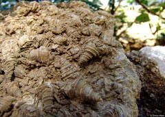 Fossil Pleuroceridae (Ao Nam, Krabi, Thailand)