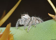 Jumping spider (Salticidae sp.), Ifaty-Mangily, Madagascar
