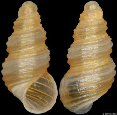 Cingula farquhari (South Africa, 1,9mm) F+++ €3.00 (specimens for sale are 1.7-2.0mm and are of the same quality as the specimen illustrated)