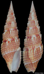 Vexitomina regia (Philippines, 49,0mm)
