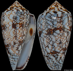 Conus victoriae (Western Australia, 43,2mm)