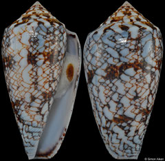 Conus victoriae (Western Australia, 43,2mm)