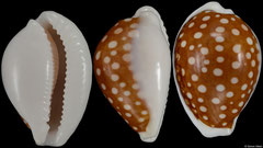 Cypraea rottnestensis (Western Australia, 28,1mm) F+++ €54.00