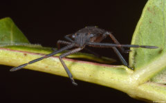 Shield bug (Pentatomidae sp.), Rockingham, Western Australia