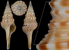 Lophiotoma friedrichbonhoefferi (Philippines, 44,7mm)