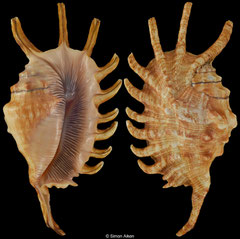 Lambis millepeda (Philippines, 152,5mm)