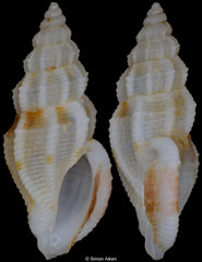 Mangeliidae sp. (Philippines, 8,8mm)