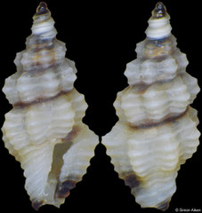 Lienardia fallax (Philippines, 4,1mm) F+++ €5.00 (specimens for sale are 3-4mm and are of the same quality as the specimen illustrated)