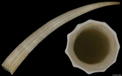 Dentaliidae sp. 2 (Madagascar, 61,3mm) F+/F++ €5.00 (specimens for sale are 55mm+ and are of the same quality as the specimen illustrated)