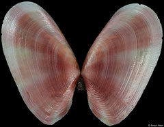 Tellinidae sp. (Philippines, 14,2mm) F+++ €5.00