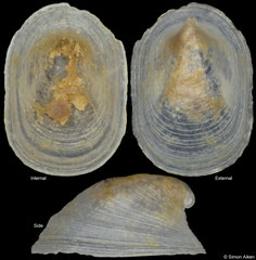 Copulabyssia tenuis (Sardinia, 1,6mm)