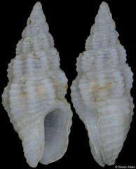 Nassarina cruentata (Pacific Mexico, 6,4mm)