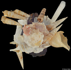 Xenophora pallidula (Philippines, 112,7mm)