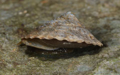 Geotrochatella mouhoti (SW of Tham Poukham, Vang Vieng, Ventiane Province, Laos)