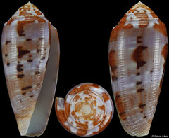 Conus circumcisus (Philippines, 53,2mm)