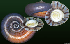 Preclaripoma thompsoni (Dominican Republic, 13,4mm)