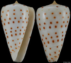 Conus eburneus form 'crassus' (Maldives, 30,2mm)