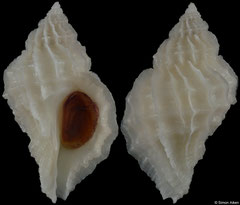 Crassilabrum crassilabrum (Peru, 27,1mm)