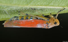 Sharpshooter (Cicadellidae sp.), Lakxao, Bolikhamsai Province, Laos