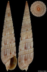 Duplicaria gianluigii (Madagascar, 27,0mm) paratype F+ €115.00