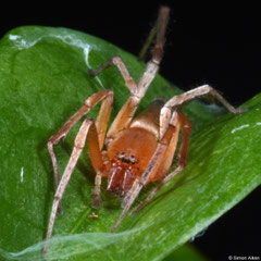 Orbweaver (Araneidae sp.), Balut Island, Philippines