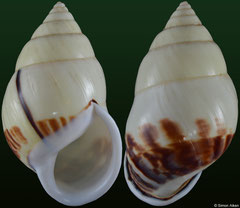 Amphidromus atricallosus vovanae (Vietnam, 51,8mm) F+++ €16.00 (specimens for sale are 49-51mm and are of the same quality as the specimen illustrated)