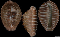 Pusula radians (Pacific Panama, 19,9mm) F+++ €5.50 (specimens for sale are 19-20mm and are of the same quality as the specimen illustrated)