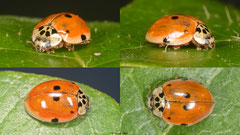 Ten-spot ladybird (Adalia decempunctata octopunctata), York, UK