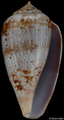 Conus tinianus (South Africa, 40,7mm)
