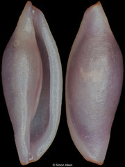 Neosimnia arcuata (Ecuador, 5,5mm)