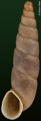 Temesa clausilioides (Peru, 13,8mm) F+++ €8.00