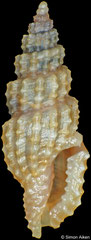 Kermia thereganum (Philippines, 7,2mm)