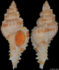Siratus lamyi (French Guiana, 44,5mm)