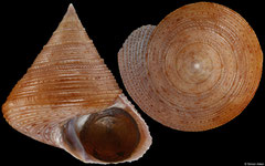 Calliostoma granulatum (Spain, 35,5mm)