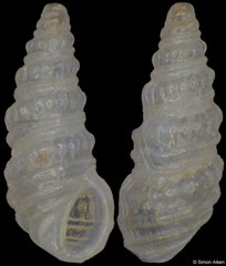 Pyramidelloides mirandus (South Africa, 2,7mm) F++ €1.00 (specimens for sale are c.2mm and are of the same quality as the specimen illustrated)