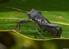 Dock bug (Coreidae sp.), Sahafina, Madagascar